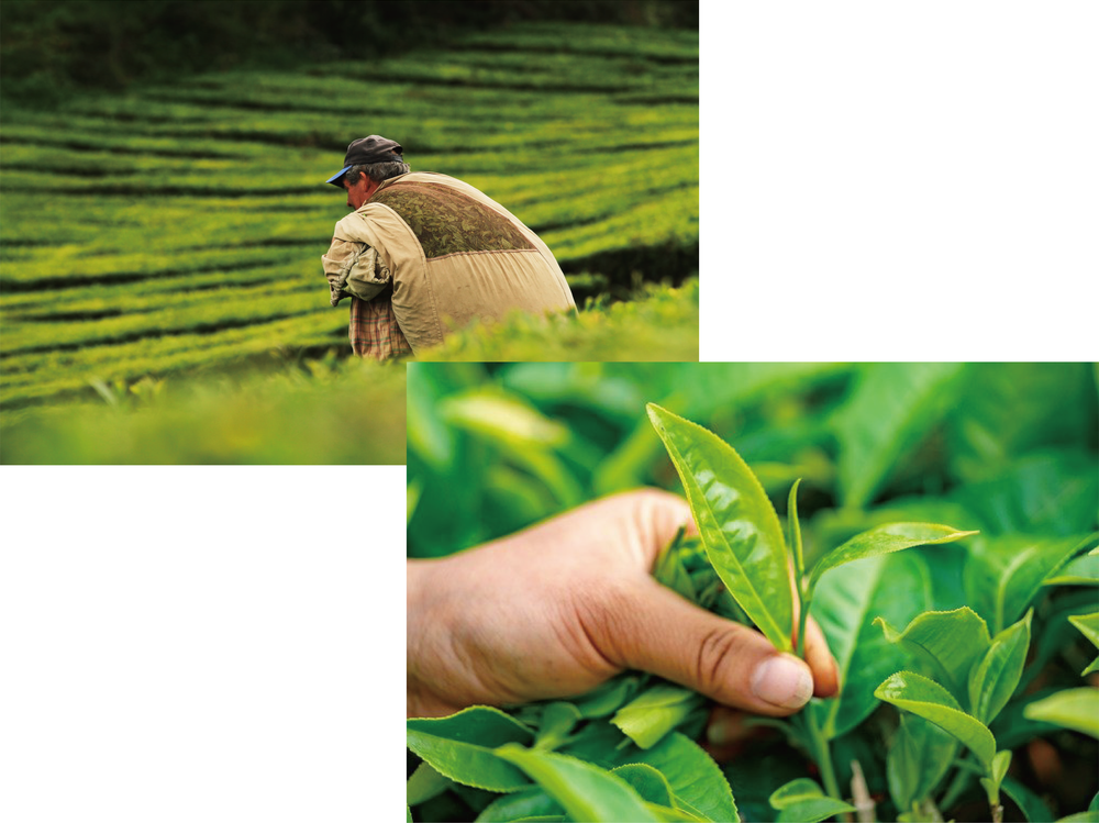 茶畑で摘採をする人と手元